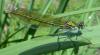 Calopteryx xanthostoma